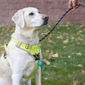 NiteIze Pet WearAbout Pet Clippable Tracker Holder - Grey