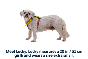 Ruffwear Hi & Light Harness