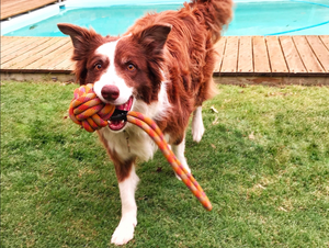 Small Paw Print Dog Toys - Monkey Fist Ropes