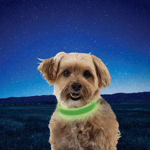 NiteDog Rechargeable LED Collar